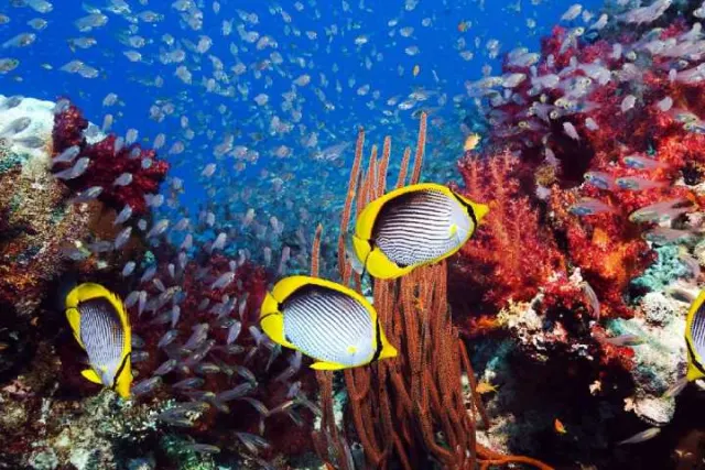 paket wisata bunaken