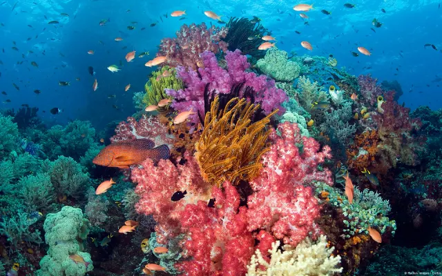 paket wisata manado