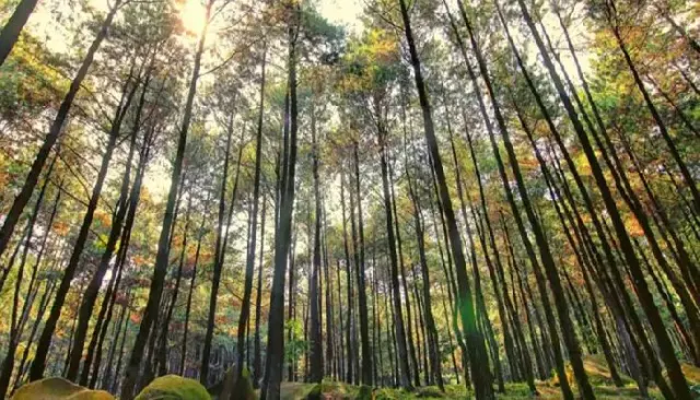 Hutan Pinus Tiamo