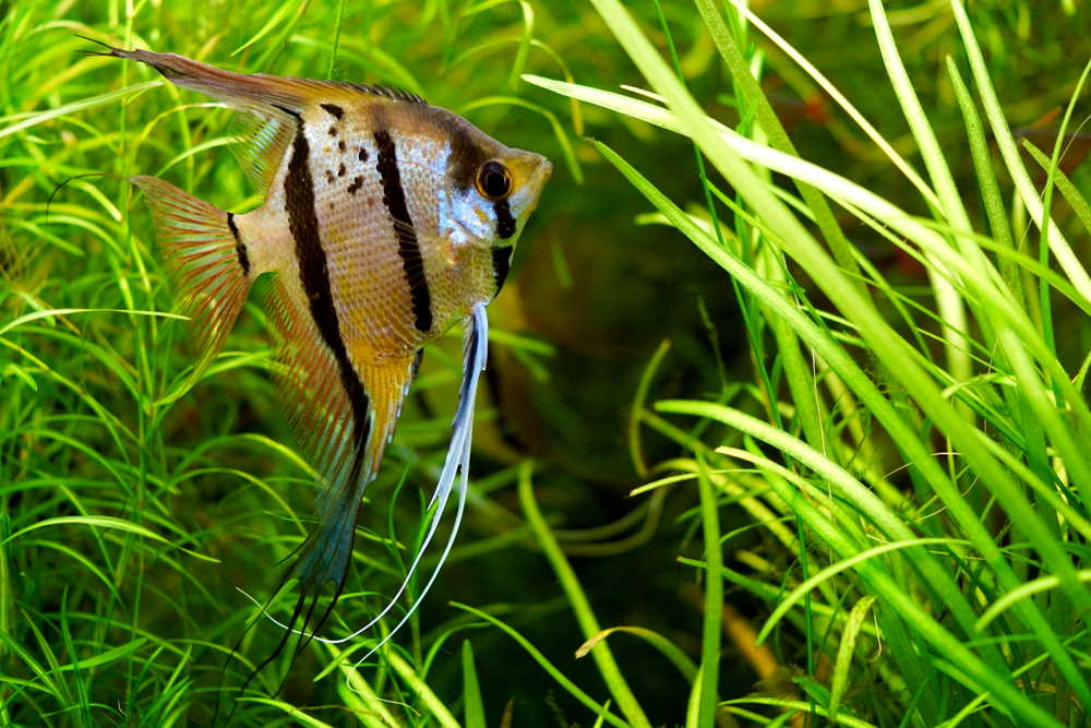 Angel Fish