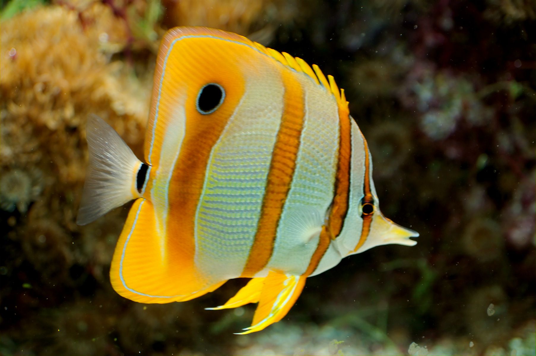 Butterfly Fish